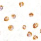 SUMO1 / SMT3 Antibody (N-Terminus)